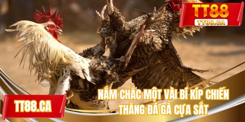 Nắm chắc một vài bí kíp chiến thắng đá gà cựa sắt